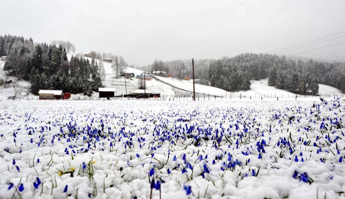 Trabzon'da Mor yayla beyaza büründü