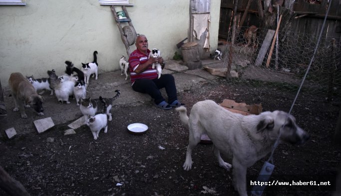 Emekli maaşıyla 25 kedi, 15 köpek besliyor 