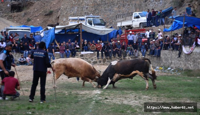 Artvin'de 24. Yusufeli Sarıgöl Geleneksel Boğa Güreşleri ilgi gördü