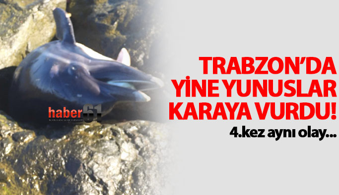 Trabzon'da yine yunuslar karaya vuruyor