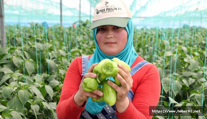 Mersin'de çiftçiler, biber fiyatlarından dertli 