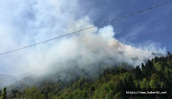 Rize'de ormanda örtü yangını çıktı