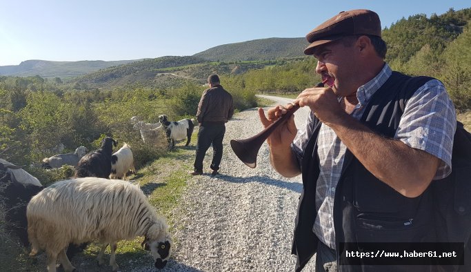 Keçileri zurna ile otlatıyor 