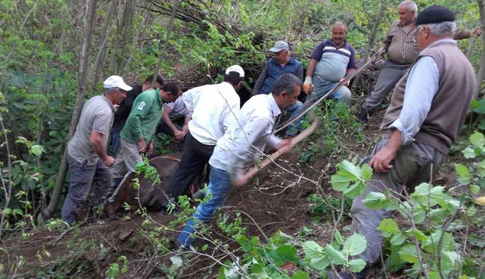 Uçurumdan yuvarlanan inek için seferber oldular