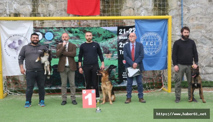 Trabzon'da köpekler şampiyona için podyuma çıkıyor