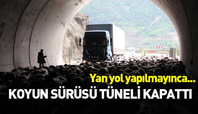 Yaylaya çıkan koyun sürüsü tüneli kapattı