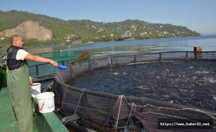 Karadeniz'den Rusya ve Japonya’ya havuz balığı ihracatı 