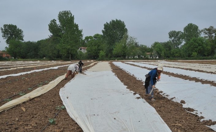 Bafra'da karpuz ve kavun üreticileri dertli