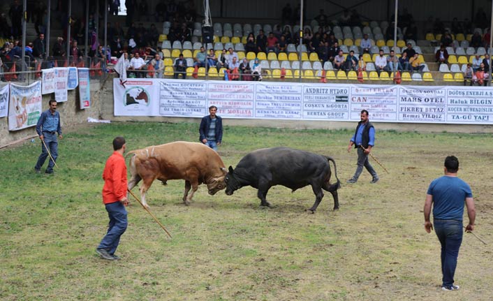 Artvin'de 11. Melo Boğa Güreşleri Festivali