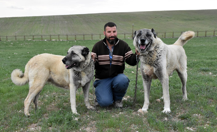 Kangal köpekleri sürüye zarar vermez