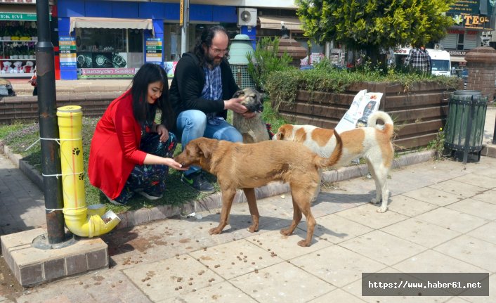 Fatsa sokak hayvanlarına sahip çıkıyor 