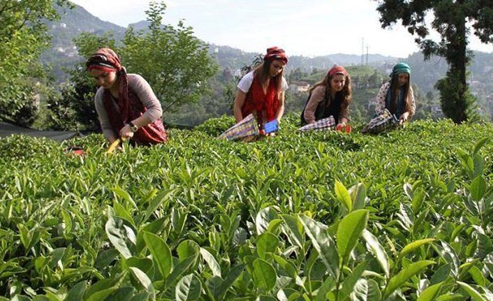 Çaykur'da yaş çay alımları sürüyor