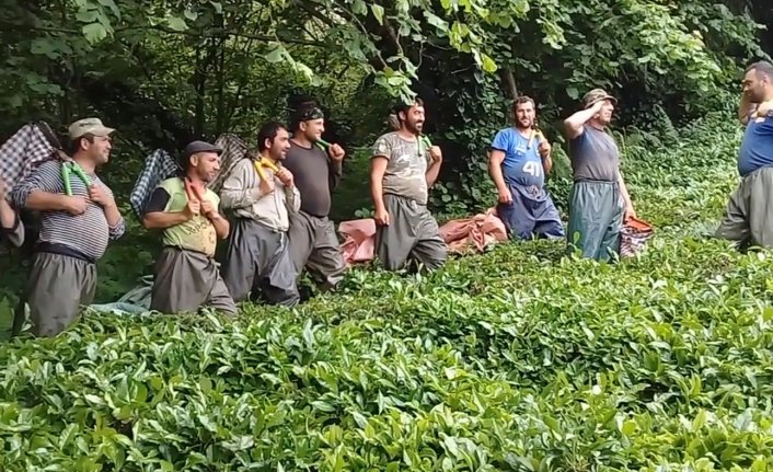 Gürcü çay işçileri çay toplamayı eğlenceye dönüştürdü 