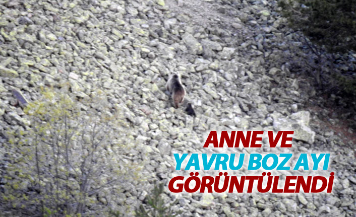 Anne ve yavru boz ayı Gümüşhane'de kameralara takıldı 