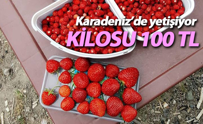 Karadeniz'de yetişen bu çileğin kilosu 100 TL 