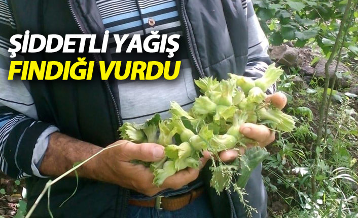 Giresun'da şiddetli yağış fındığa zarar verdi