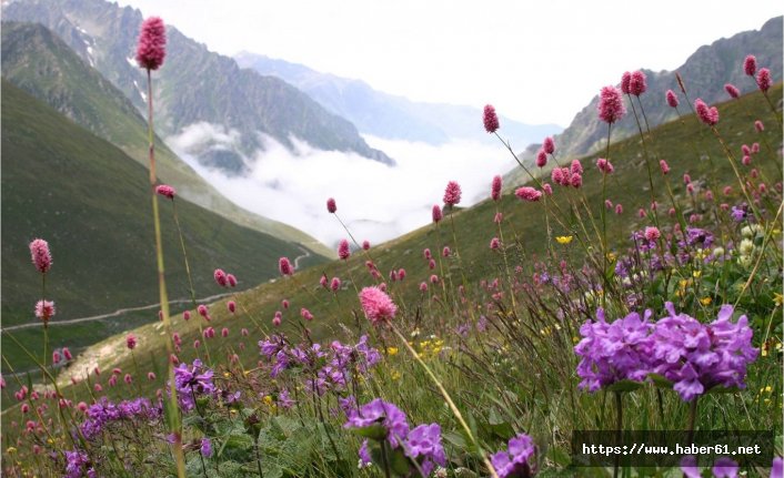  Doğu Karadeniz bitkilerin gen merkezi 