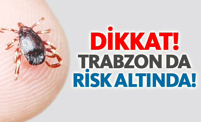 Trabzon da kene riski altında