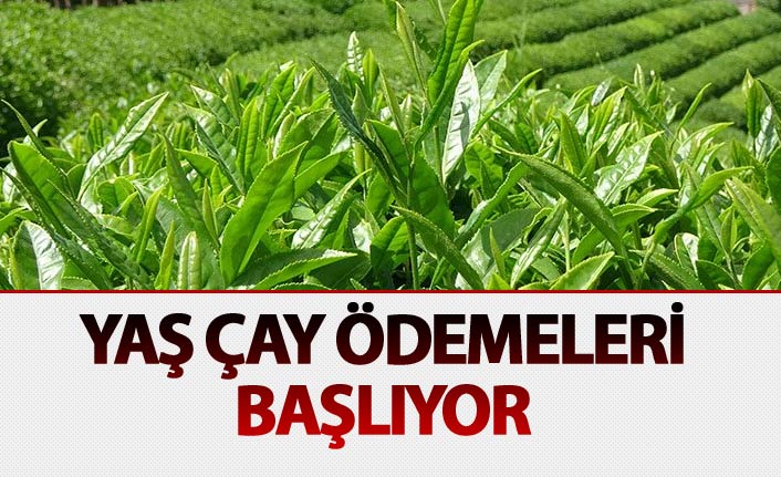 Yaş Çay ödemeleri başlıyor