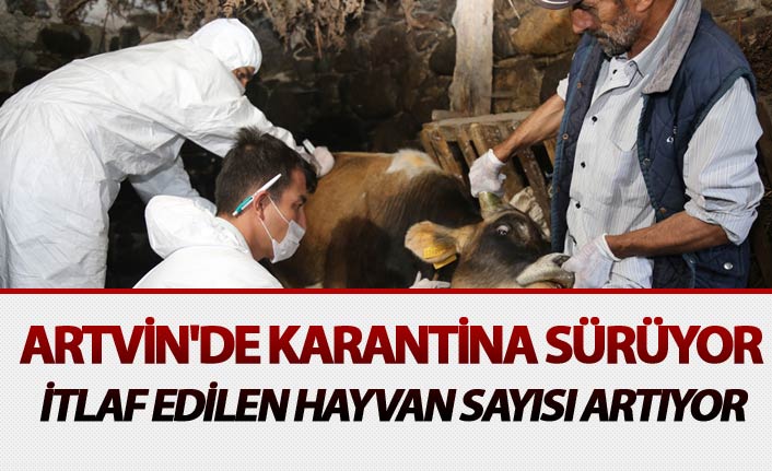 Artvin'de Karantina sürüyor - İtlaf edilen hayvan sayısı artıyor