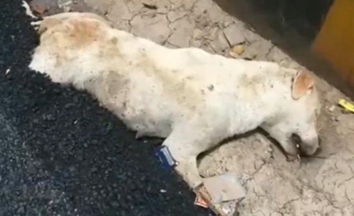 Böyle vicdansızlık olmaz! Köpeğin üzerine asfalt döktüler