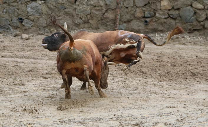 Rize’de boğalar kıyasıya yarıştı