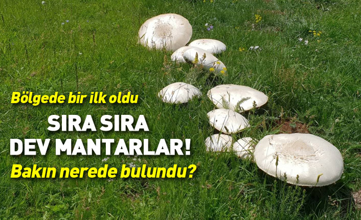 Gümüşhane’de görenleri şaşkına çeviren dev mantarlar bulundu 