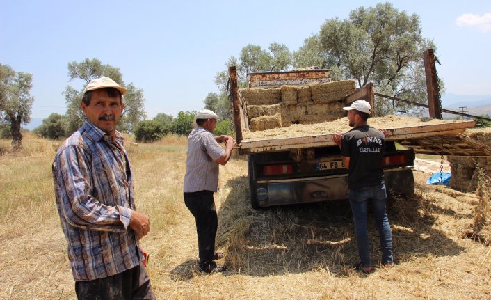 Aydınlı yetiştirici saman telaşına düştü 