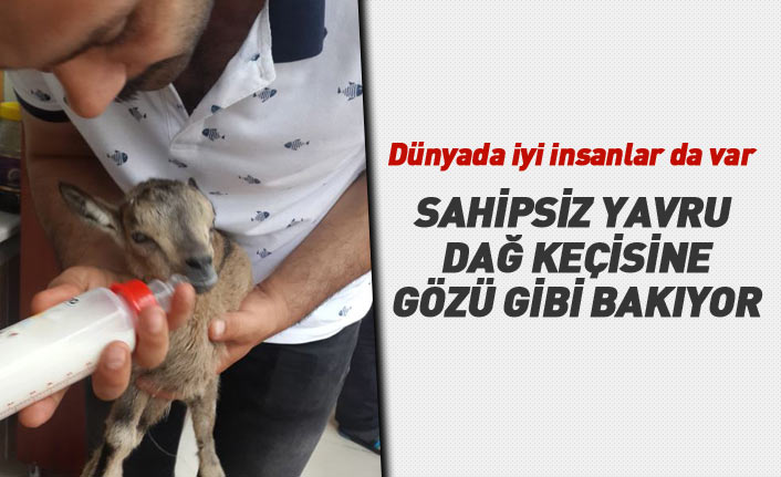 Dünyada iyi insanlar da var... Yavru dağ keçisine gözü gibi bakıyor