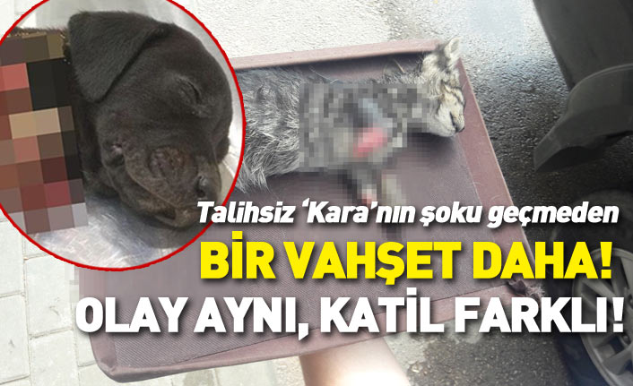 4 bacağı kesilen yavru köpekten sonra bu kez kediye vahşet!