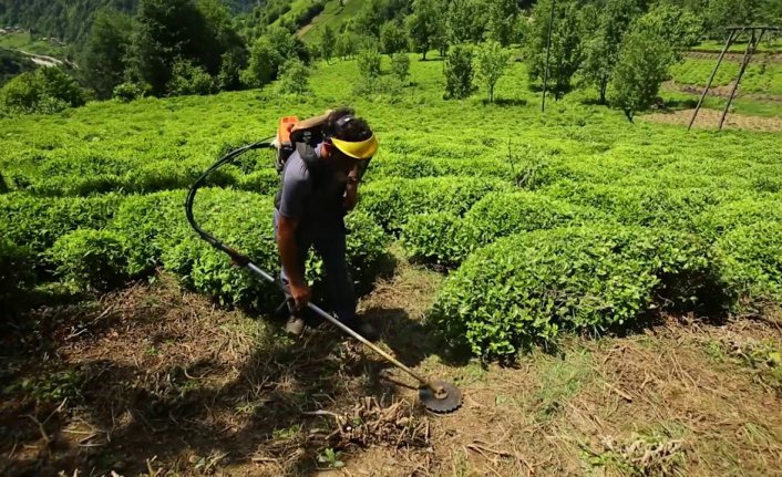 Çaykur, üreticilere budama bedellerini ödüyor