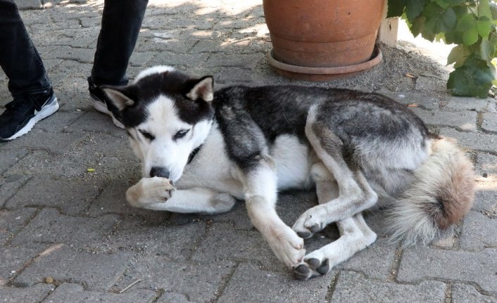 Köpeğin üzerine aracını sürdü