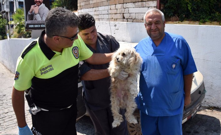 Köpek eğitim aracında köpeğe eziyet! Aç, susuz ve havasız bırakıldı