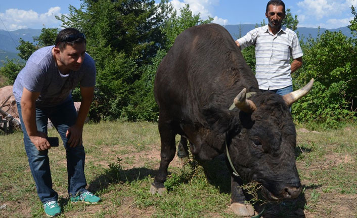 Boğalar güreşlere hazır