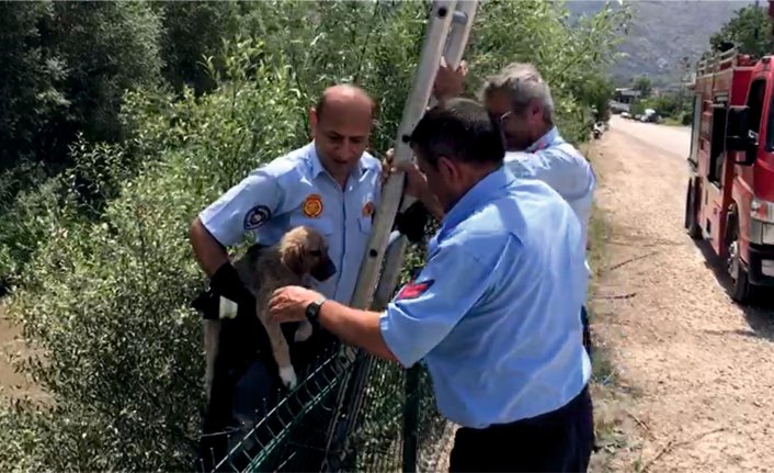 Irmağa düşen yavru köpeğin imdadına koştular