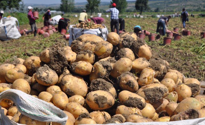 Hasat başladı, patates tarlada 2 lira