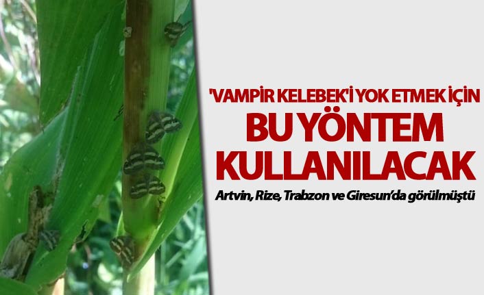 'Vampir Kelebek'i yok etmek için bu yöntem kullanılacak