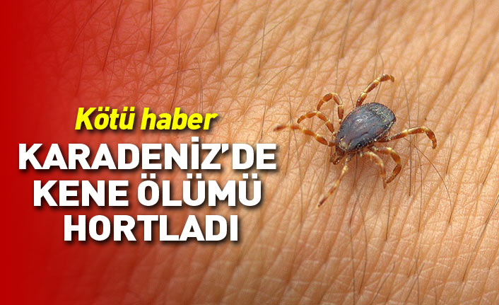 Karadeniz'de kene ölümü hortladı!