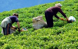 İkinci sürgünde 122 Bin ton çay alındı