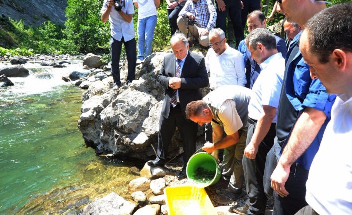 Artvin’de 20 bin adet alabalık yavrusu dereye bırakıldı 