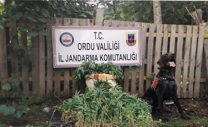 Ordu'da kenevir bahçelerine baskın