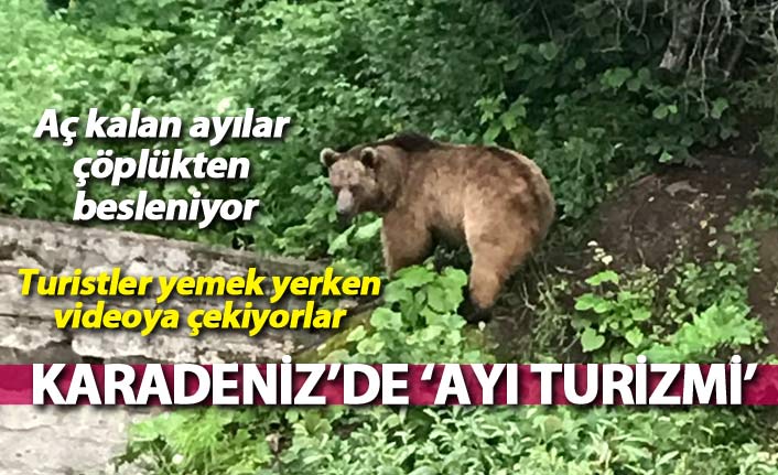 Karadeniz'de 'Ayı turizmi' Çöpten beslenen ayıları seyretmek için akın ediyorlar