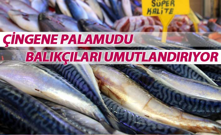 Çingene palamudu balıkçıları umutlandırıyor