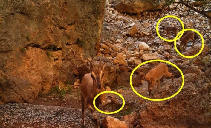 Yaban keçisi, kırık ayağına rağmen yavrusunu bırakmadı