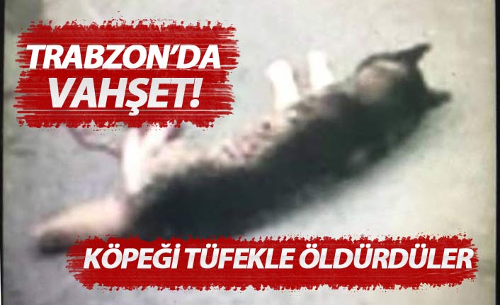 Trabzon'da hayvan katliamı! Sokak köpeğini tüfekle vurdular