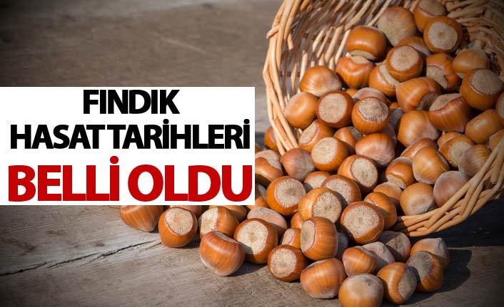 Fındık hasat tarihleri belli oldu