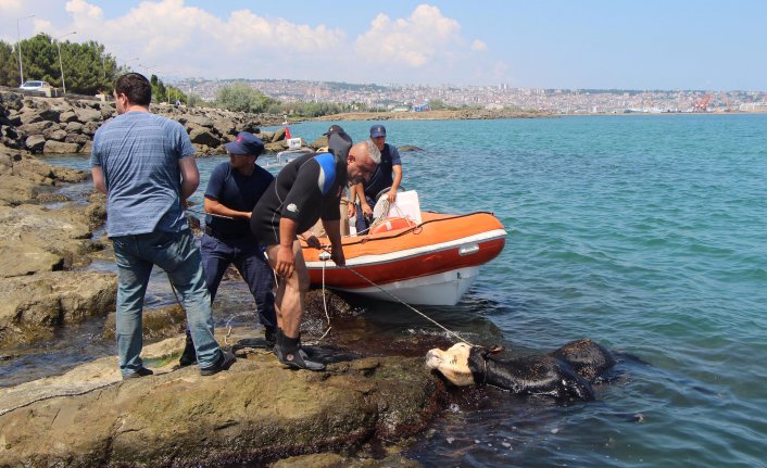 Kaçan Angus, 1 kişiyi yaralayıp denize atladı