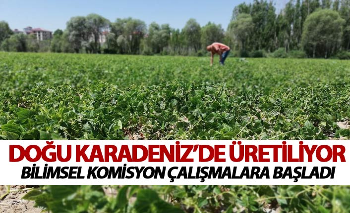 Doğu Karadeniz'de üretiliyor - Bilimsel komisyon çalışmalara başladı