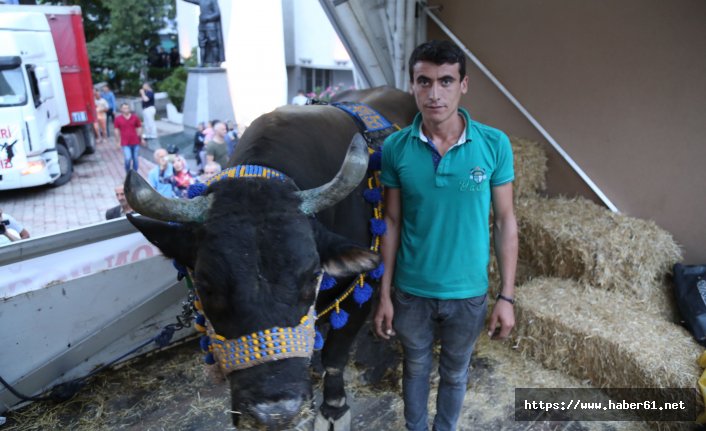 Artvin'de boğaları horonla karşıladılar