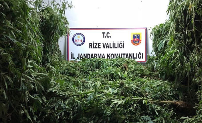 Rize'de kenevir ve kaçak sigara operasyonu